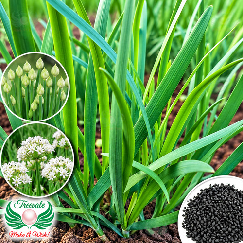 Garlic chive seeds allium - seeds, |