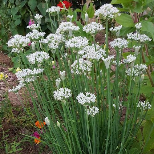 400 garlic chives - garlic, seeds