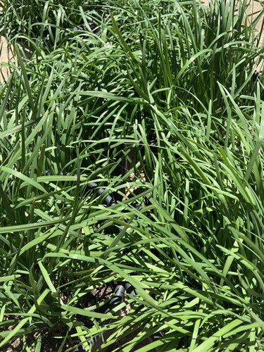 Garlic chives 韭菜根 - garlic,